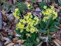 Schlüsselblumen Gruppen am Waldboden